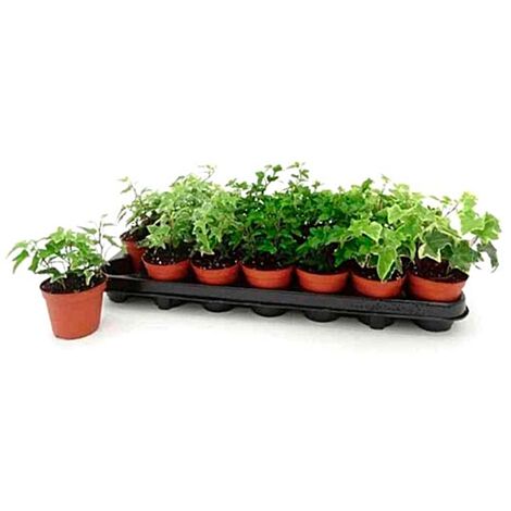 Pack de 18 Plantas de Hiedra Hedera en Maceta M8