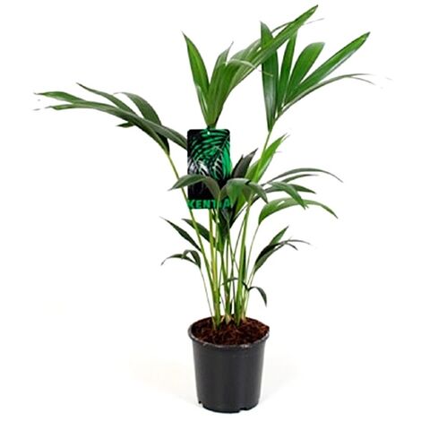 Planta Natural de Kentia en Maceta M17. Altura 90 Cm