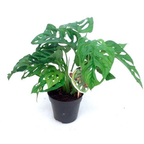 Planta Natural de Monstera Monkey Mask en Maceta M12