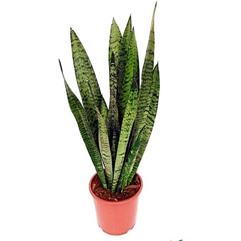 Planta Natural Sansiviera Zeylanica en Maceta M17