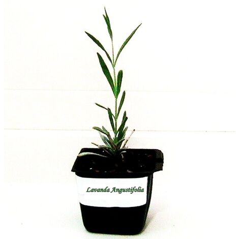 Pack de 10 Plantas Arom�ticas de Lavanda Lavandula Angustifolia