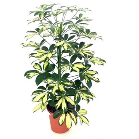 Planta Natural Scheflera Cheflera. Altura 65 Cm