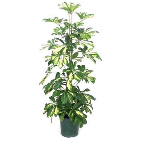 Planta Natural Scheflera Cheflera. Altura 110