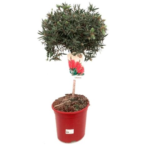 Planta Limpiatubos Callistemon Callistemun en Copa. en Maceta M21