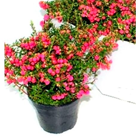 Planta Natural Pernetia en Maceta M14