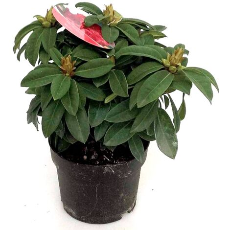 Planta Natural de Rhododendro Hybrida en Maceta de 2L