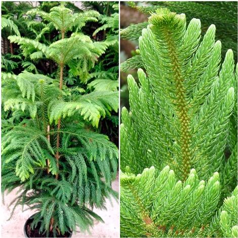 Arbol Natural Araucaria. Pino Chileno. Ideal para Navidad y Ornamental. 130 Cm