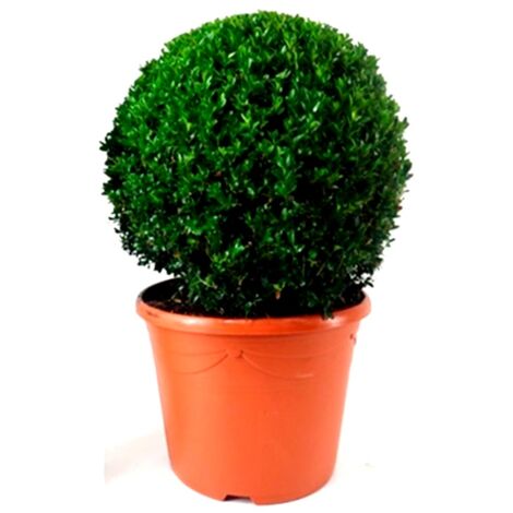 Planta Natural Buxus Bola en Maceta M32