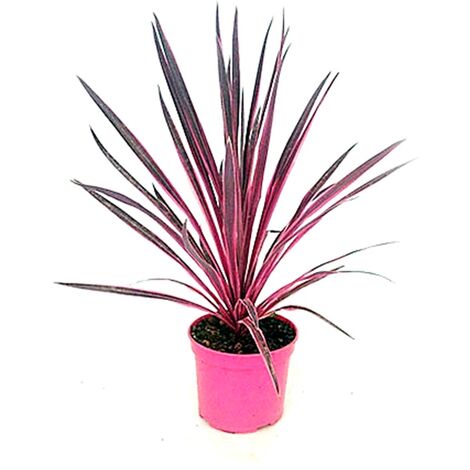 Planta Natural Cordeline Pink Pasion en Maceta M20