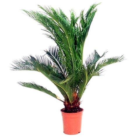 Planta Natural Palmera Cyca Revoluta en Maceta M12