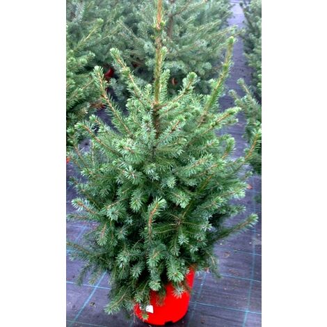 Planta Natural Picea Omorika. Ideal Arbol de Navidad. 95 Cm