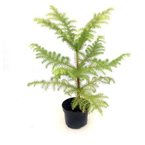 Planta Natural Pino Araucaria Heterophylla. Pino Chileno