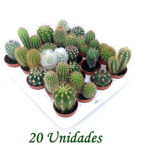 Pack de 20 Cactus y Crasas en Maceta M5