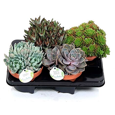 Pack de 4 Plantas Crasas Echeveria en Maceta M14