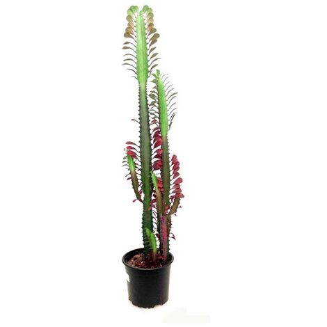 Planta Natural Euphorbia Trigona en Maceta M17