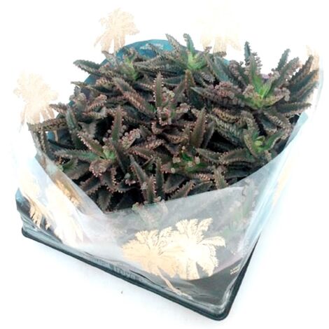 Pack de 12 Plantas Natural Kalanchoe Medicinal. en Maceta M6
