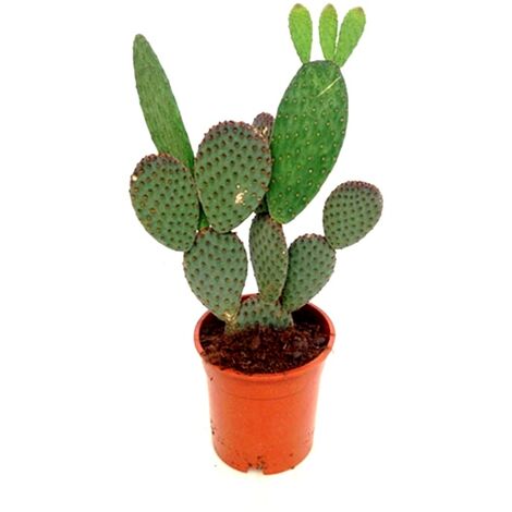 Planta Natural Cactus Opuntia en Maceta M17