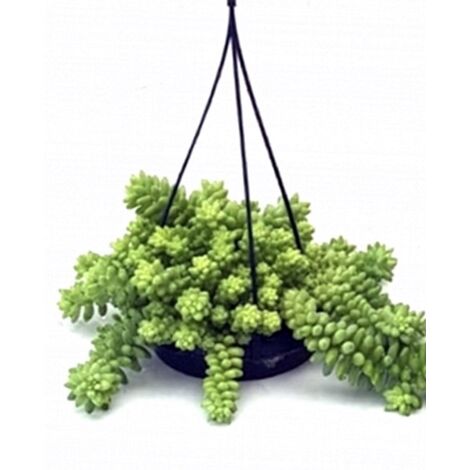 Planta Natural Sedum Burrito en Maceta M15
