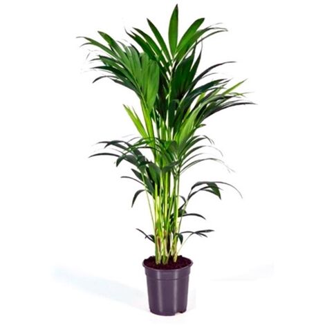 Planta Natural Kentia en Maceta M24. Altura 180 Cm