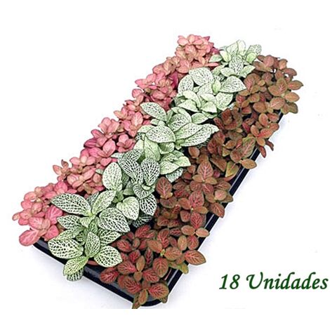 Pack de 18 Plantas de Fitonia Mixta