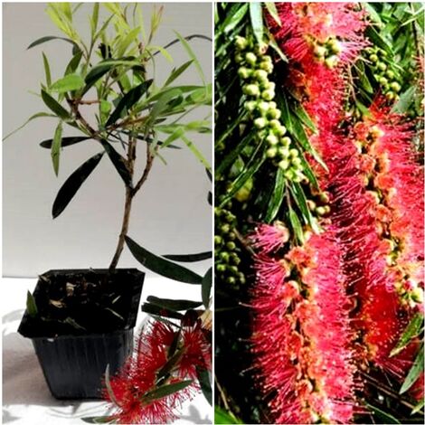 Planta de Limpiatubos Rojo. Callistemon Kings