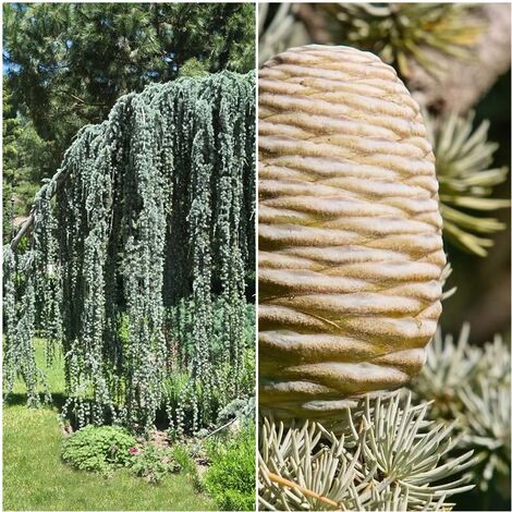 Pack de 4 Plantas de Cedro del Atlas. Cedrus Atlantica