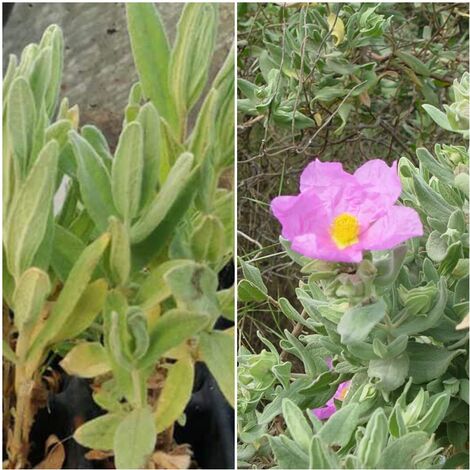 Pack de 4 Plantas de Estepa Blanca. Citus Albidus