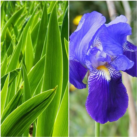 Pack de 4 Plantas de Lirio Azul. Iris Germanica