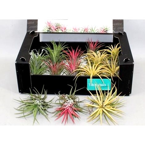 Pack de 15 Plantas Tillandsia Variadas. Clavel del Aire