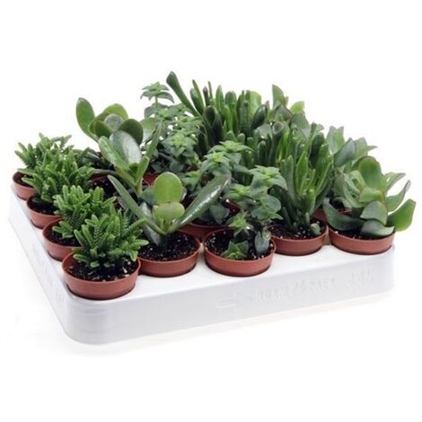 Pack de 20 Plantas Crassula Variado en 5 Especies