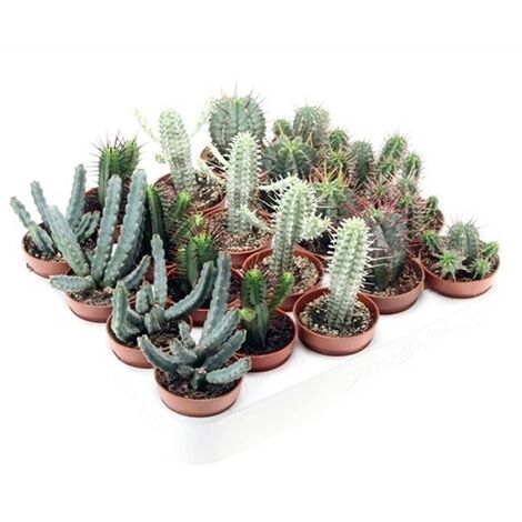 Pack de 20 Plantas Euphorbia Mezclado en 5 Especies