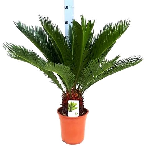 Planta Natural Palmera Cyca Revoluta. 70 Cm