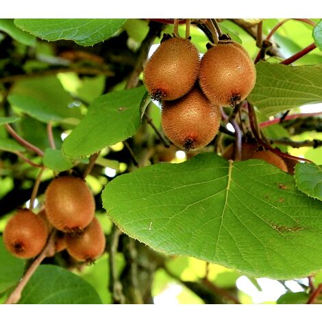 Pack de 5 Plantas Kiwis. 4 Femeninos Hayward y 1 Masculino
