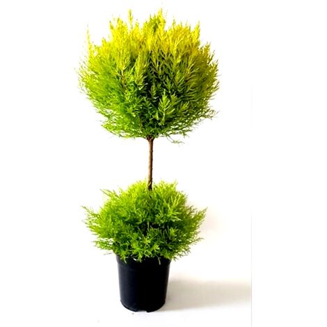 Planta Natural Cupresuss Macrocarpa en Copa Do Bolas. 80 - 90 Cm
