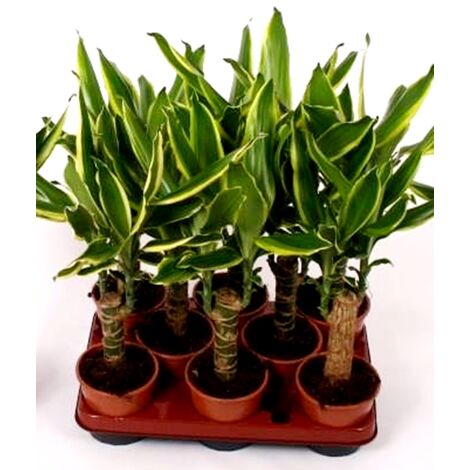 Pack de 8 Plantas Dracaena Fragans Gold Coast. 40 Cm