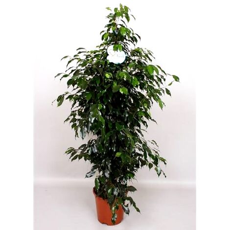Planta Natural Ficus Benjamina. Altura 140 Cm