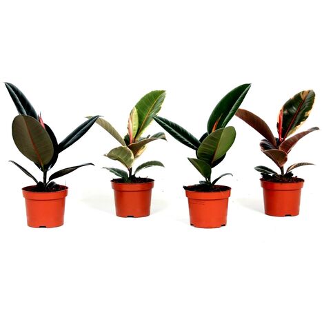 Pack de 10 Plantas de Ficus Elastica Variadas