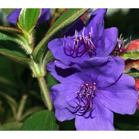 Planta Natural Tibouchina Urvilleana. Planta de la Gloria