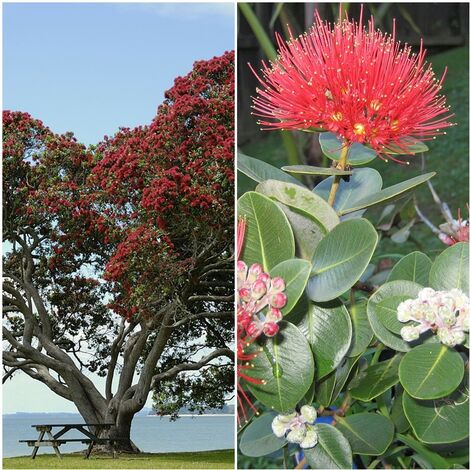 Planta Natural Metrosidero Excelsa. Arbol de Hierro