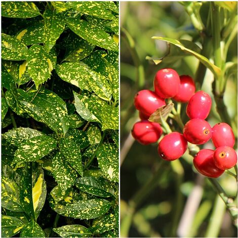 Planta de Aucuba Japonica. Laurel Moteado