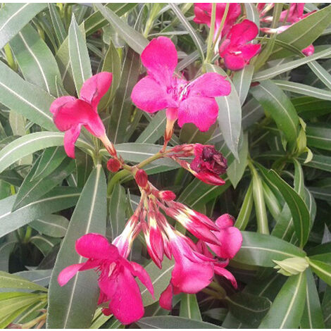 Nerium Oleander, Adelfa Roja. Resiste la sequia