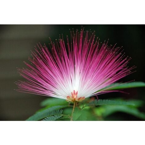 Planta De Albizia Julibrissin Acacia