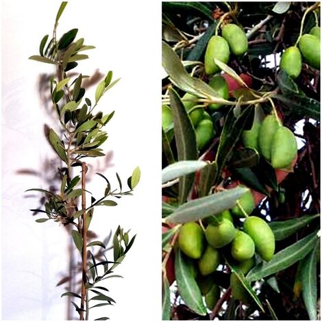 Planta de Olivo Cornicabra. 100 - 120 Cm