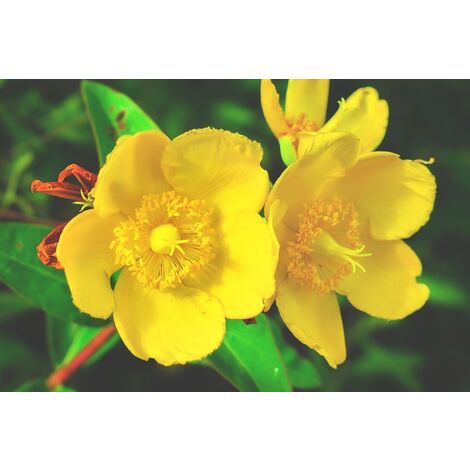 Hypericum Hidcote, Hierba de San Juan. Hiperico. 20-30cm