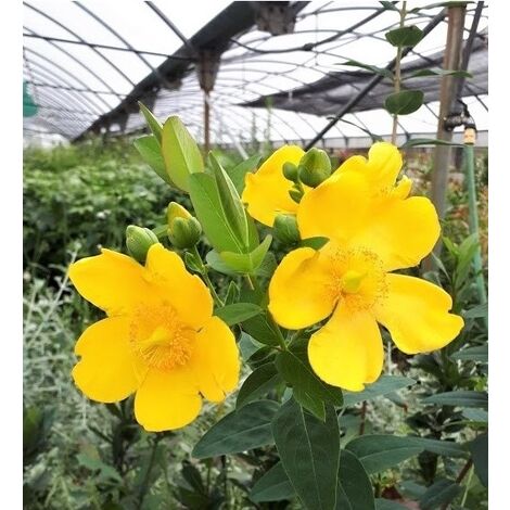 Hypericum Hidcote, Hierba de San Juan. Hiperico. 20-30cm