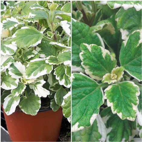 Planta Arom�tica Incienso. Altura Planta 20 - 30 Cm