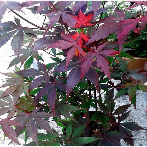Planta Arce Japon�s. ACER Palmatum Atropurpureum. Altura �rbol 20 - 30 Cm
