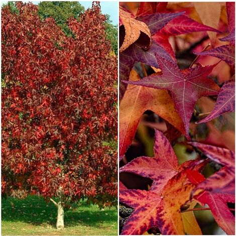 Planta de Liquidambar Styraciflua - Liquidambar. Altura 70-80 Cm