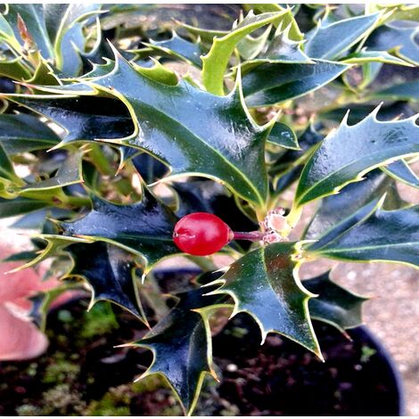 Planta Acebo Alaska. ILEX Aquifolium Alaska. 30-50 Cm