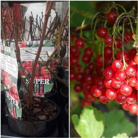 Arandano Rojo. Vaccinium Corymbosum PINK Lemonade. 25-30 Cm